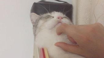 喵星人在线观看,萌宠奇遇记，在线观看带你领略萌宠魅力  第3张